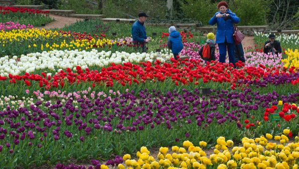 Парад тюльпанов в Никитском ботаническом саду