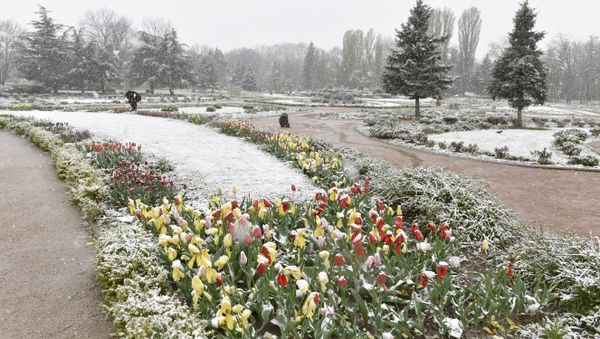 Снег в Симферополе. 23 апреля 2017