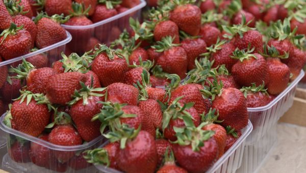 Продажа клубники на одном из рынков Симферополя