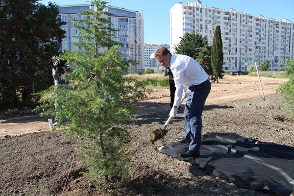  Врио губернатора Севастополя Дмитрий Овсянников принял участие в высадке аллеи героев спорта Динамовский лес 