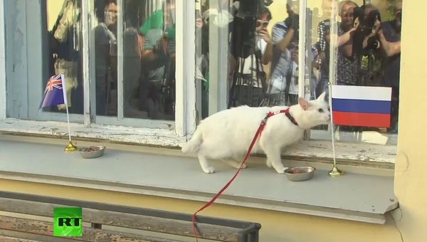 Кот Ахилл предсказывает результат матча Россия - Новая Зеландия