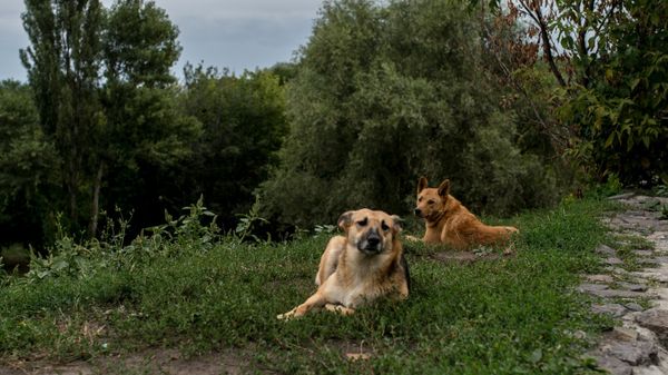 Бездомные собаки. Архивное фото