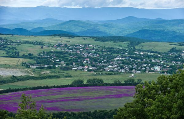 Цветение лаванды в Крыму