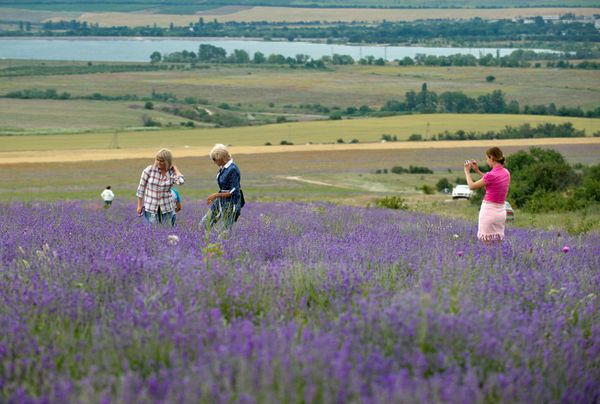 Цветение лаванды в Крыму
