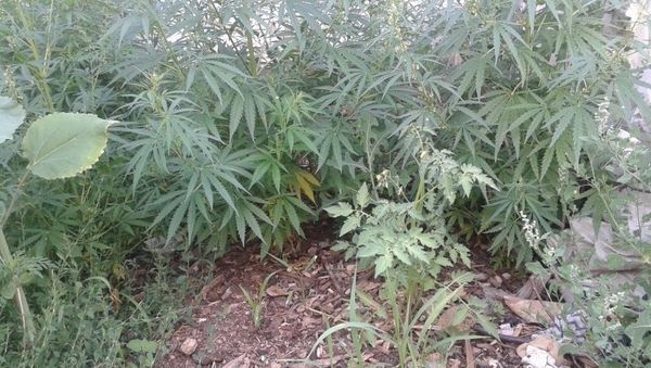 На участке у крымчанина выявили коноплю
