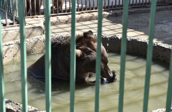 Медведь в Детском парке Симферополя купается в бассейне во время дневного зноя
