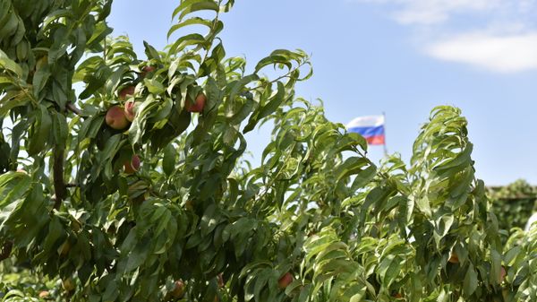 Персиковые сады в Бахчисарайском районе Крыма