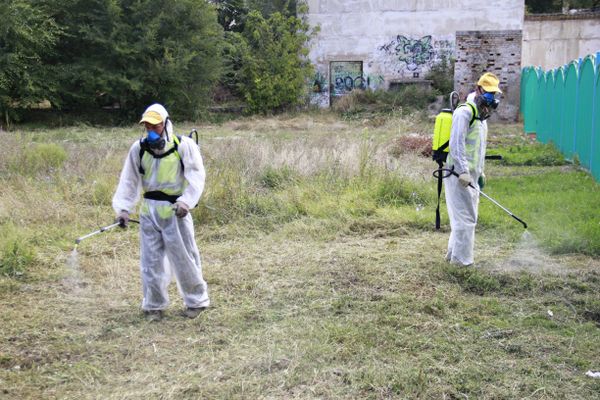 Уничтожение амброзии в районе школы №38 в Симферополе