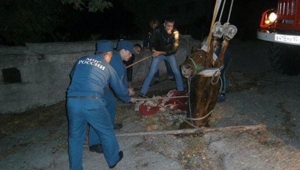 В Ялте спасатели достали из канализации лошадь