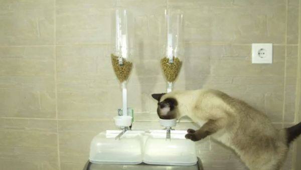 Скриншот с видео о работе тренажера для домашних кошек, который защитит животных от ожирения