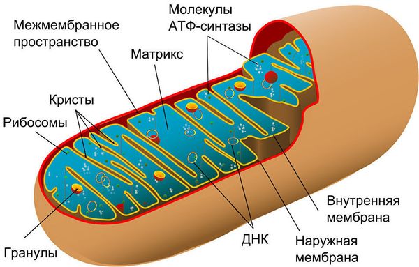 Схема строения митохондрии