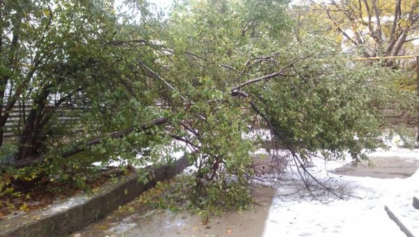 Поваленные деревья в Симферополе после непогода в ночь с 30 на 31 октября
