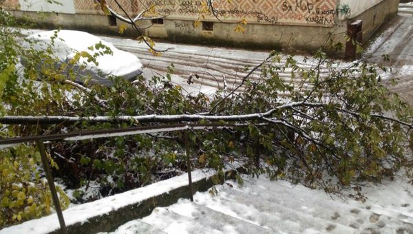 Поваленные деревья в Симферополе после непогода в ночь с 30 на 31 октября