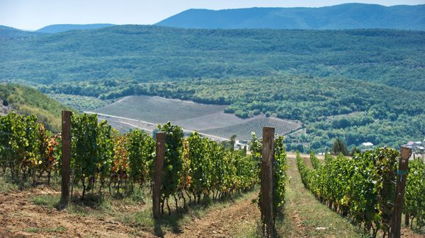 Винодельческое хозяйство UPPA Winery в Крыму