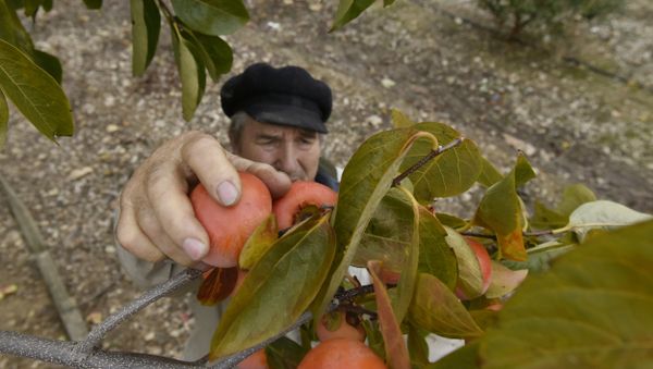 Сбор урожая хурмы на плантациях в Кореизе