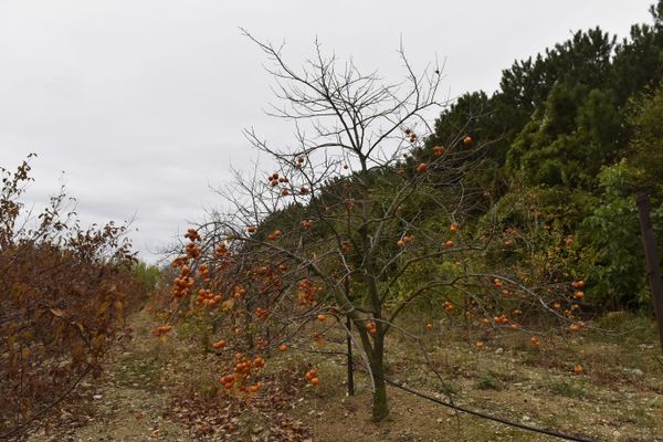 Дерево с плодами хурмы на плантациях в Кореизе Дерево с плодами хурмы на плантациях в Кореизе