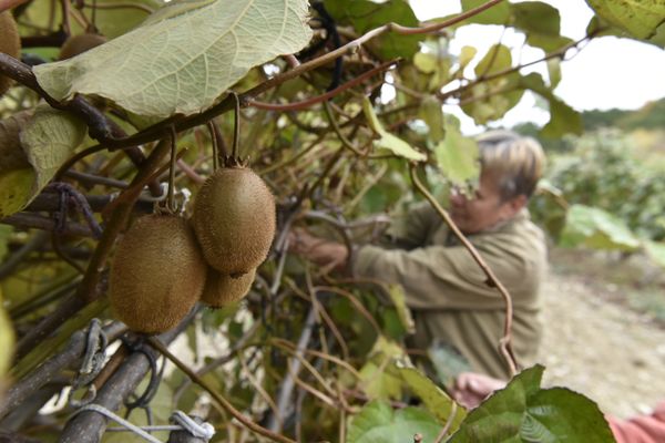 Сбор урожая киви на плантациях в Кореизе Сбор урожая киви на плантациях в Кореизе