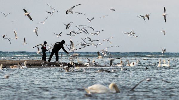 Птицы в бухте Омега в Севастополе Птицы в бухте Омега в Севастополе