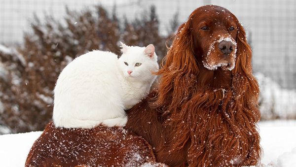 Собака и кошка