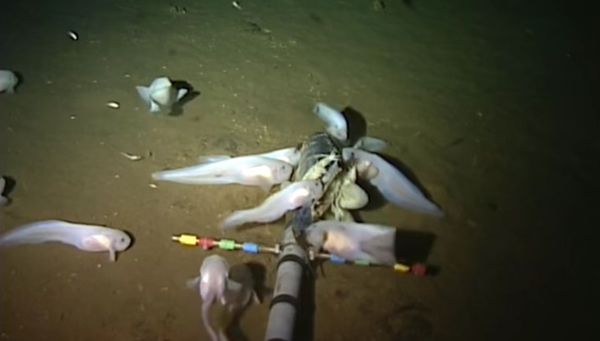 Скриншот с видео в YouTube ученые сняли на видео рыбу марианский морской слизень