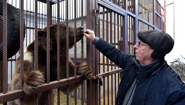 Медведь Грозный, подаренный главой Чечни Рамзаном Кадыровым главе РК Сергею Аксенову Медведь Грозный, подаренный главой Чечни Рамзаном Кадыровым главе РК Сергею Аксенову