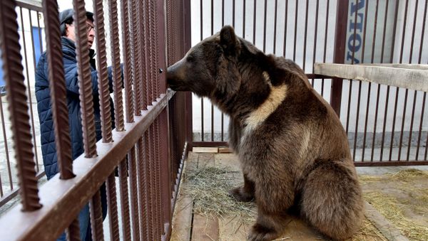 Медведь Грозный, подаренный главой Чечни Рамзаном Кадыровым главе РК Сергею Аксенову Медведь Грозный, подаренный главой Чечни Рамзаном Кадыровым главе РК Сергею Аксенову