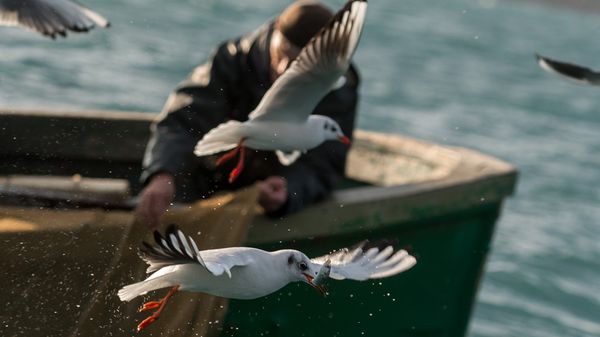 Прибрежный лов рыбы. Архивное фото