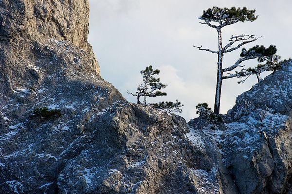 Сосны на горе Ай-Петри в Крыму