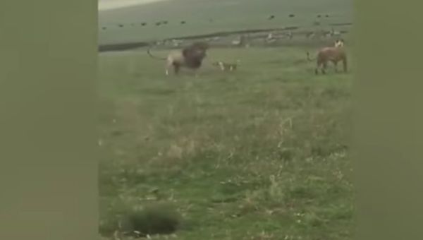 Собака напала на льва в национальном парке в Танзании Собака напала на льва в национальном парке в Танзании