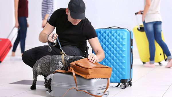 Собака в аэропорту