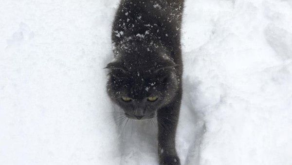 Кот в снегу