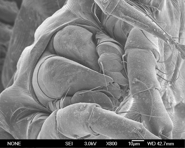 Микрофотография клеща Dermatophagoides farinae