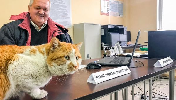 Кот Мостик на избирательном участке, организованном на стройке Крымского моста