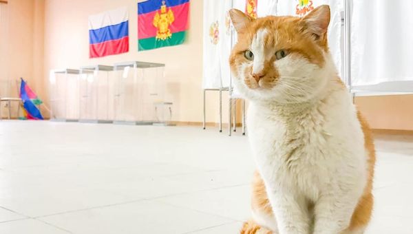 Кот Мостик на избирательном участке, организованном на стройке Крымского моста