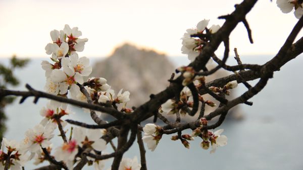 Весна в Крыму. Скалы Адалары в Гурзуфе