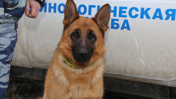 Служебная собака по кличке Юта