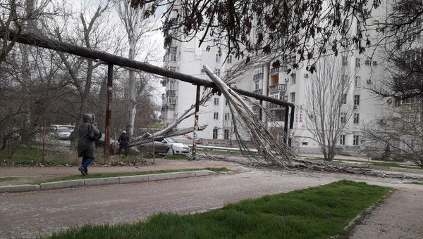 Поваленное дерево в Севастополе