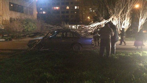 В Севастополе на улице Колобова дерево упало на авто В Севастополе на улице Колобова дерево упало на авто