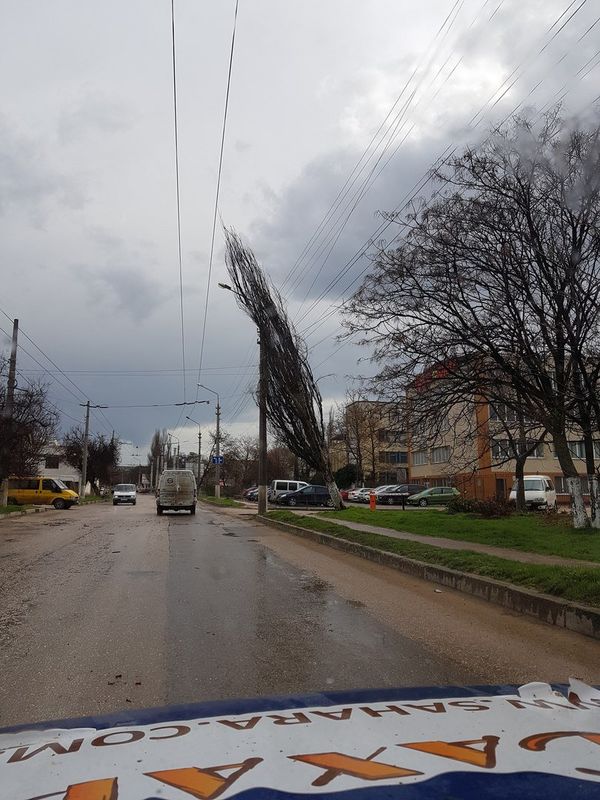 В Севастополе из-за сильного ветра упало дерево В Севастополе из-за сильного ветра упало дерево
