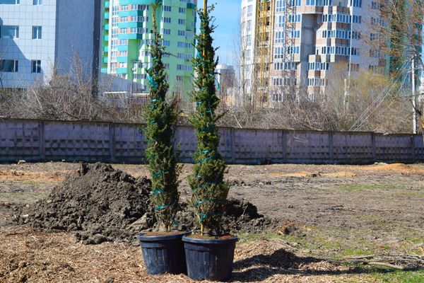 Высадка новых деревьев в Симферополе
