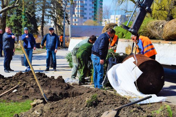 Высадка новых деревьев в Симферополе