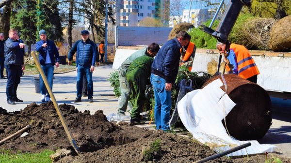 Высадка новых деревьев в Симферополе