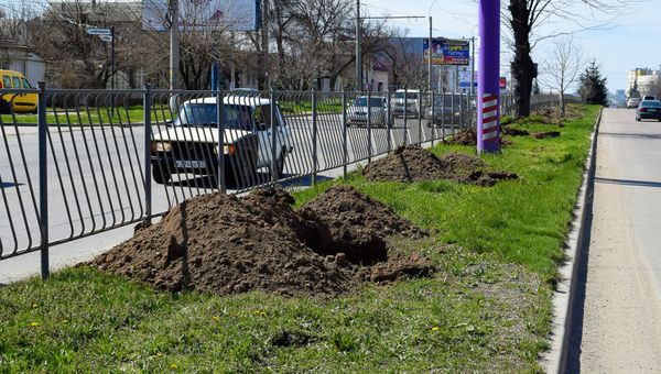 Высадка новых деревьев в Симферополе