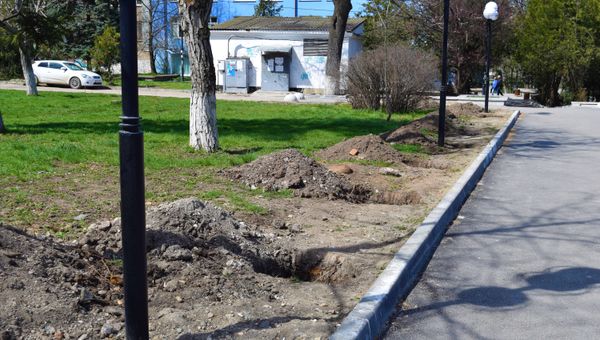 Высадка новых деревьев в Симферополе