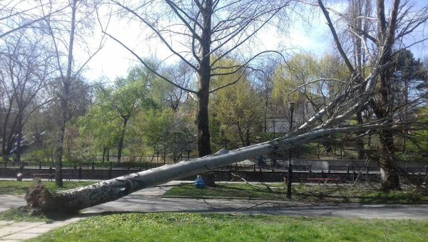 Дерево. Архивное фото