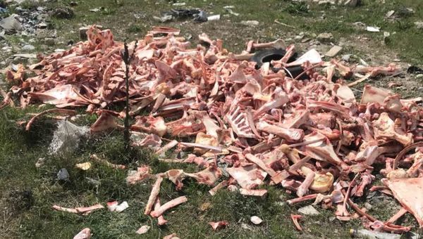 Отходы биологического происхождения на закрытом полигоне в Каменке