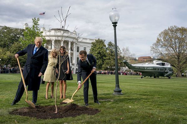 Макрон и Трамп посадили у Белого дома привезенный из Франции саженец дуба. 23 апреля 2018 года