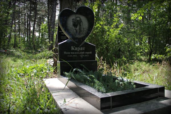 Памятник на могиле питомца на кладбище домашних животных в Симферополе