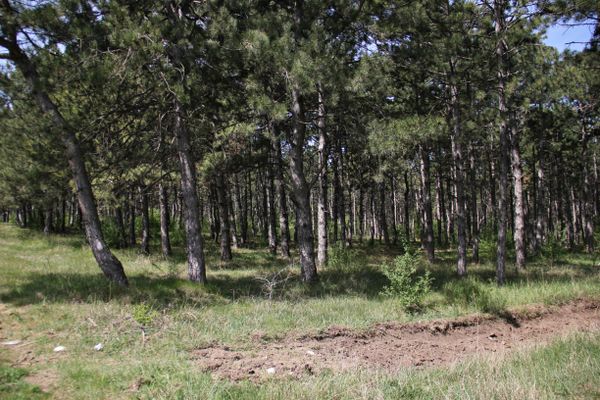 Лесополоса в Симферополе, где находится кладбище домашних животных
