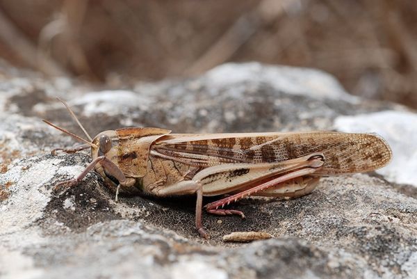 Азиатскую саранчу (Locusta migratoria), встречающуюся на юге России, в Астраханской области и Калмыкии, можно было бы употреблять в пищу
